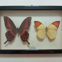 Farfalle tassidermizzate in cornice vintage 