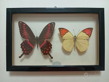 Farfalle tassidermizzate in cornice vintage 
