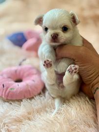 Torre Nuova Astrid Chihuahua