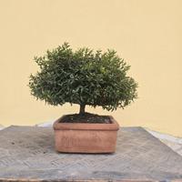 bonsai mirto shoin 