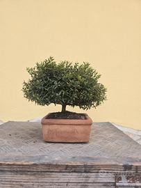 bonsai mirto shoin 