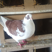 Colombi/ piccioni varie razze e incroci