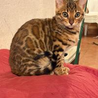 Cucciolo gatto bengala