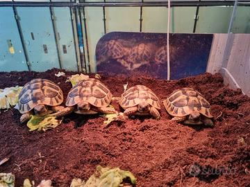 Tartarughe Hermanni
