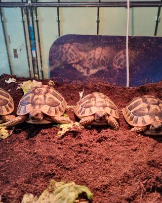 Tartarughe Hermanni