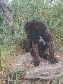 Cuccioli di cane corso