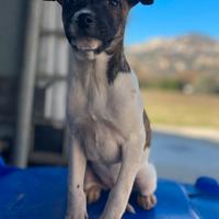 Si regalano cuccioli