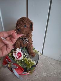 Barboncini mini toy /toy red