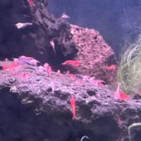 Halocaridina rubra, gamberetto biosfere