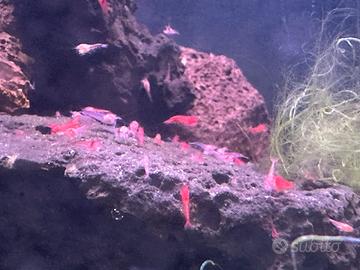 Halocaridina rubra, gamberetto biosfere