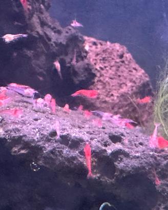 Halocaridina rubra, gamberetto biosfere