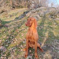 Vizla da tartofo