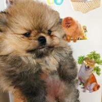 Pomerania mini toy maschietto