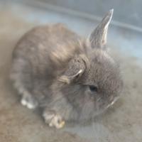 Coniglio nano Ariete