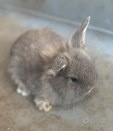 Coniglio nano Ariete