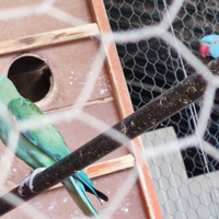 Copia di parchetto a colare