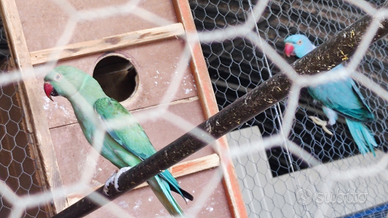 Copia di parchetto a colare