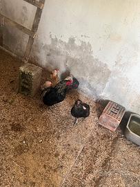 Trio Araucana