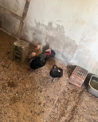 Trio Araucana