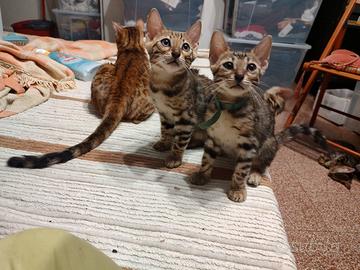 Cuccioli di razza Bengala