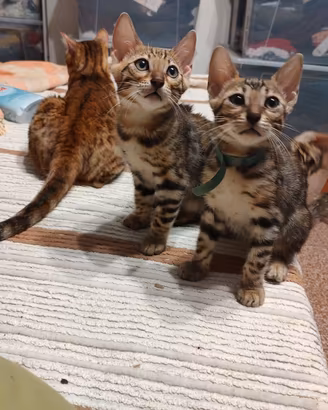 Cuccioli di razza Bengala