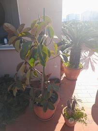 Due bellissime piante con vaso