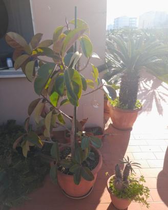 Due bellissime piante con vaso