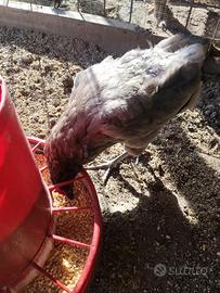 Coppia araucana