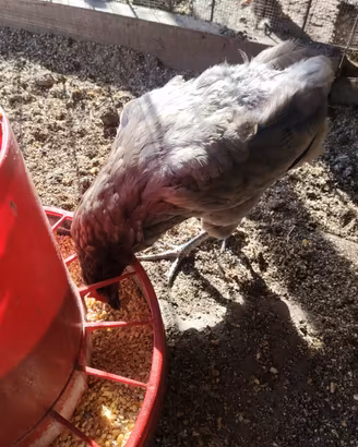 Coppia araucana