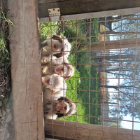 Cuccioli lagotto spinone