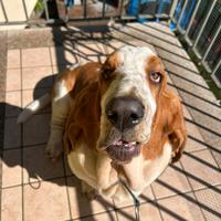 Bassethound maschio per monta