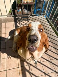 Bassethound maschio per monta