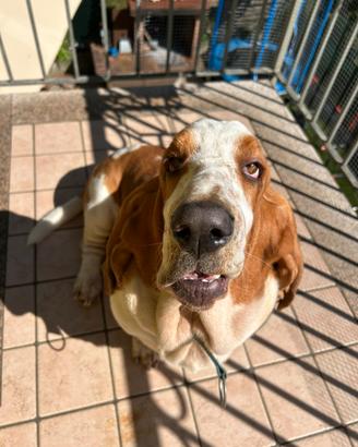 Bassethound maschio per monta