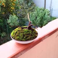 bonsai di ginepro 