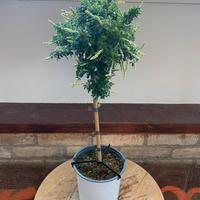 Pianta Cytisus Albero, Altezza 50/55cm