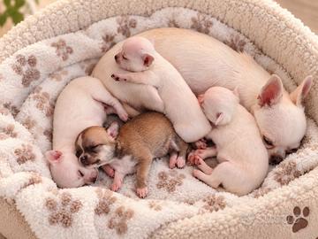 Cuccioli Chihuahua con pedigree ENCI pelo corto