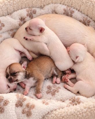 Cuccioli Chihuahua con pedigree ENCI pelo corto