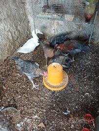 Galline