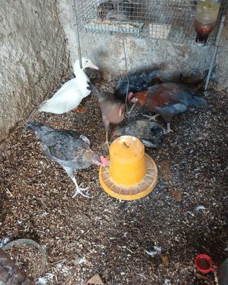 Galline