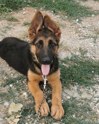 Cucciola di pastore tedesco