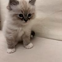 Cuccioli gatto Siberiano