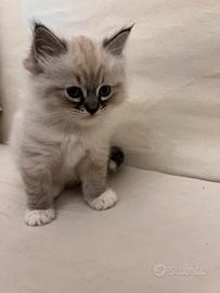 Cuccioli gatto Siberiano