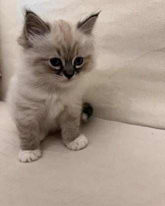 Cuccioli gatto Siberiano