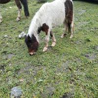 Pony