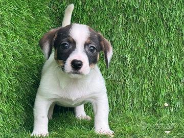 Jack Russell