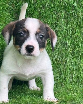 Jack Russell