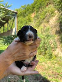 Cuccioli Border collie pedigree