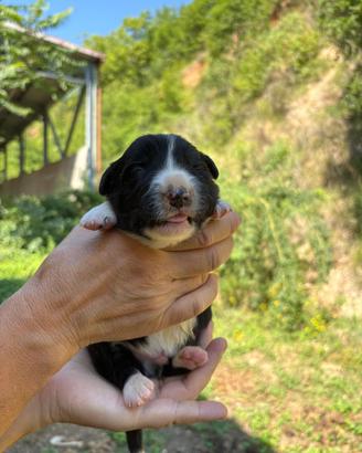 Cuccioli Border collie pedigree