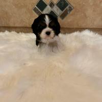 Femmina Cavalier King