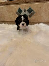 Femmina Cavalier King